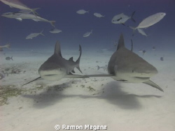 HOLDING FINS...!!! by Ramon Magana 